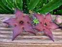 stapelia glabricaulis 3_2.jpg